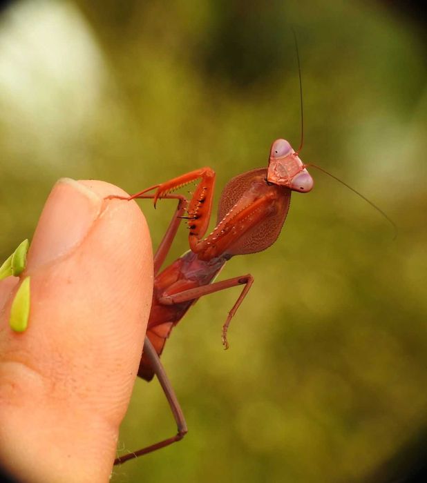 Rhombodera stalii RED DEVIL Czerwona modliszka HIT