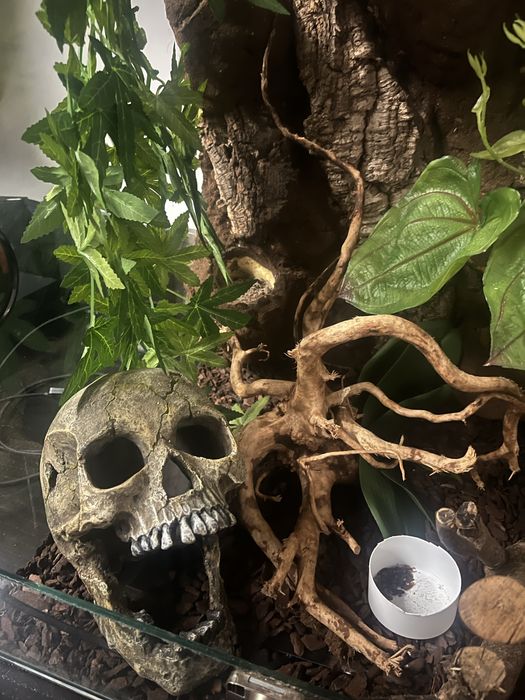 Terrario para reptil