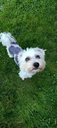 Yorkshire Terrier tricolor reproduktor.