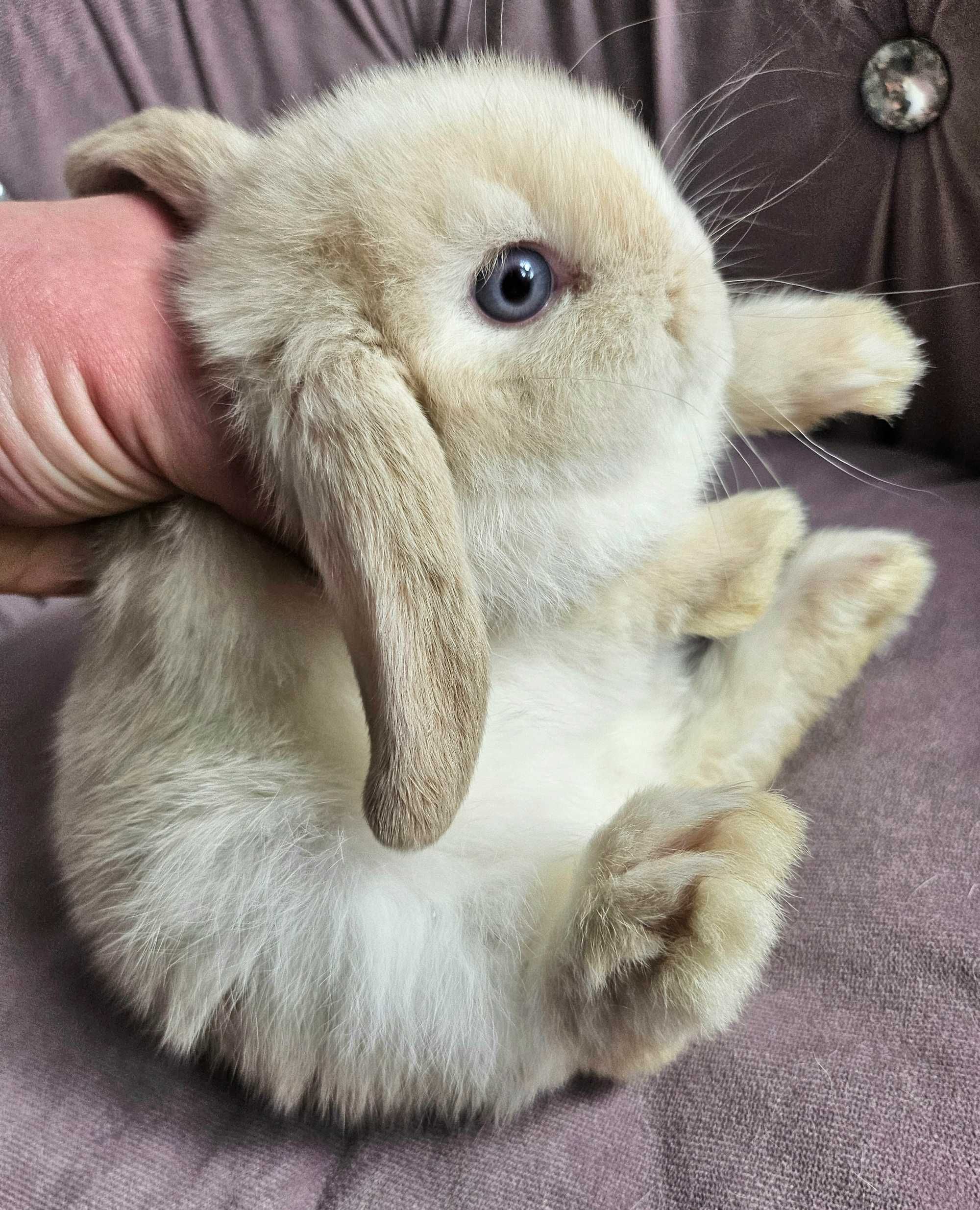 Króliki Mini Lop LIKWIDACJA HODOWLI hodowle zarejestrowane