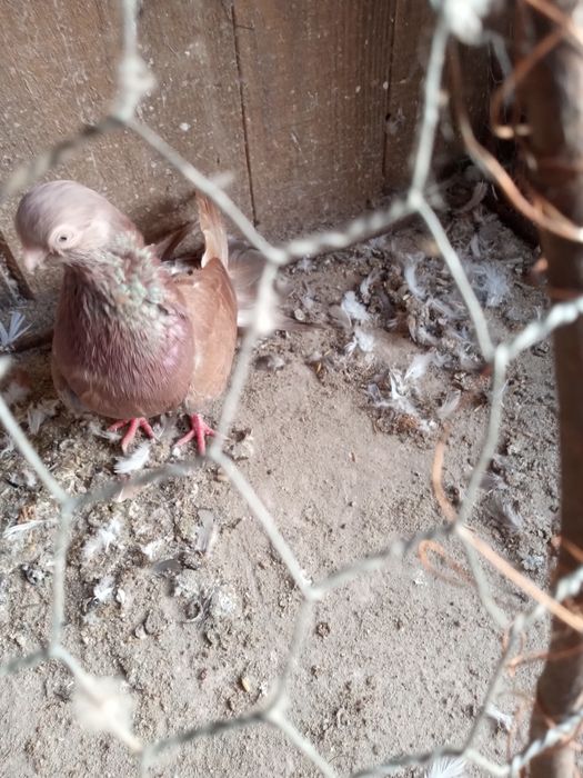 Gołębie zamojskie -zamiana