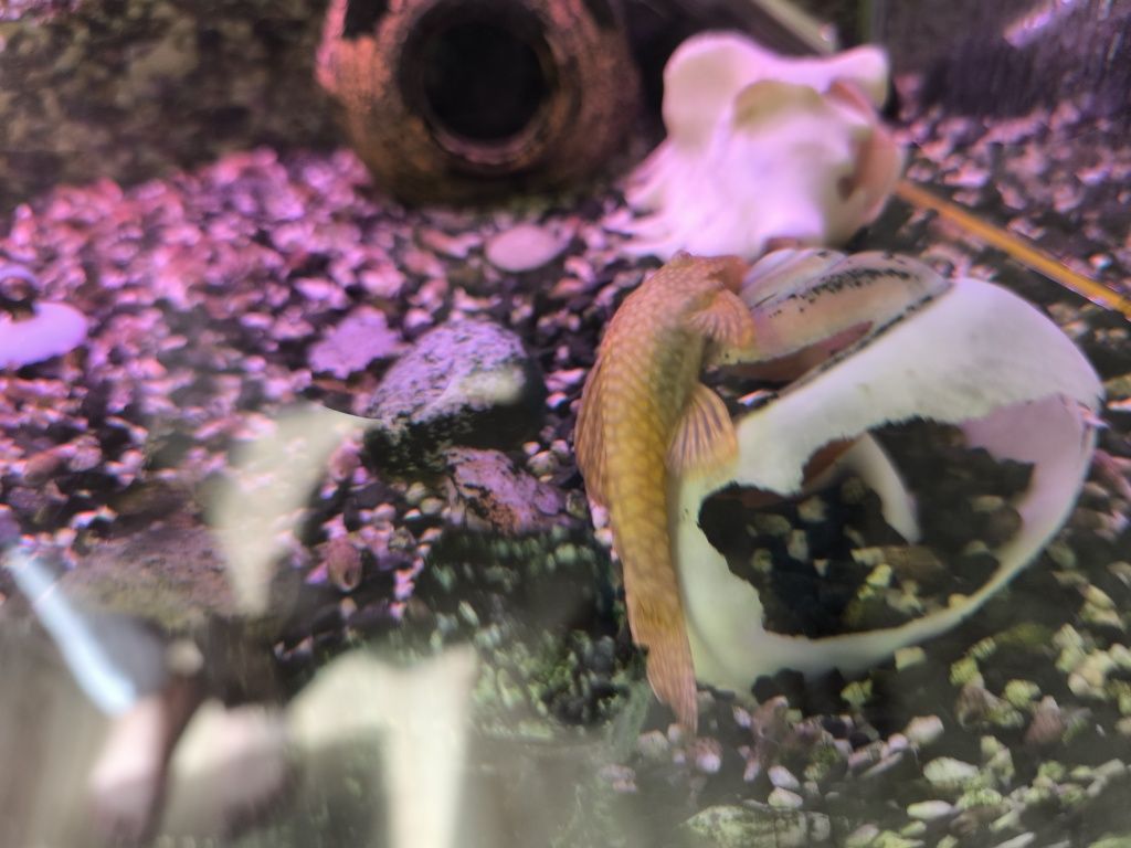 Sprzedam Skalara 8 cm