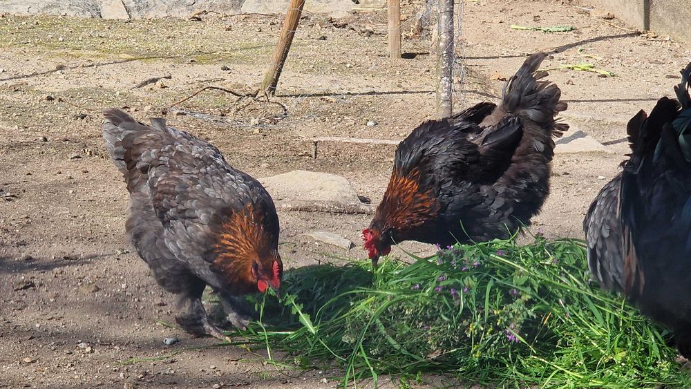 casal reprodutor de raça maran