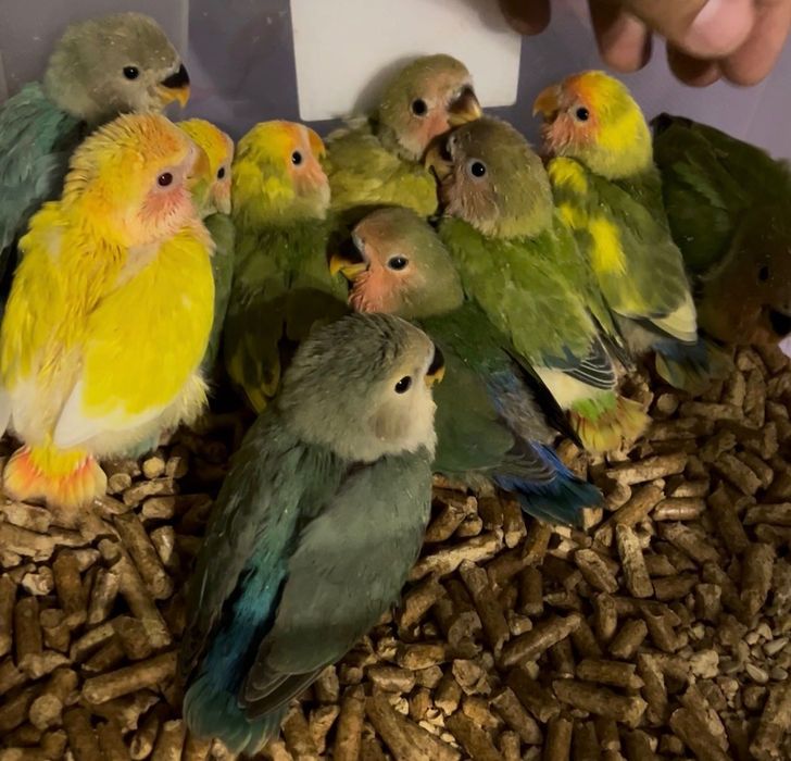 Agapornis para acabar de criar há mão