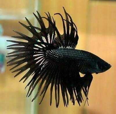 Bojownik wspaniały strzępiasty BLACK ORCHID - Betta - wysyłamy