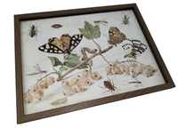 Plakat a3 duży owady natura motyle cottagecore retro vintage