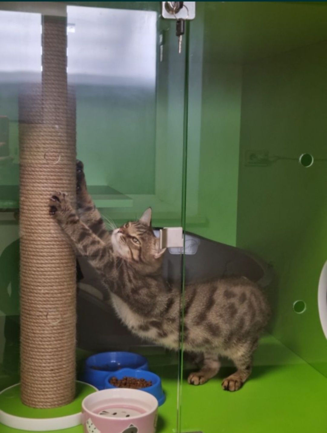 Продається діючий бізнес — котоготель "CatCity"