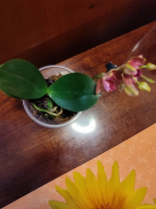 Орхидея пелор- трилипс Trying Shin Smart отцвела.