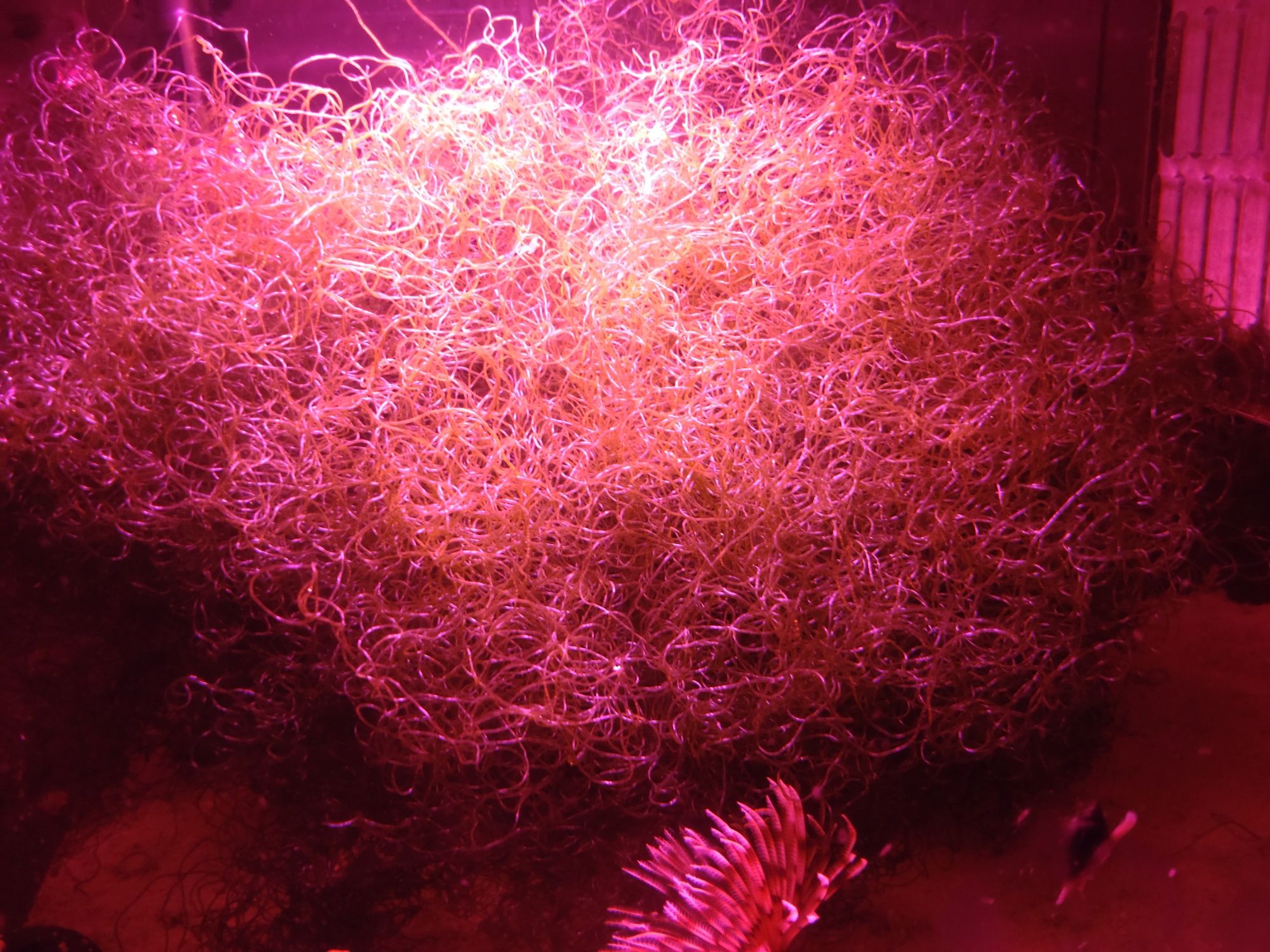 Chaetomorpha Spaghetti Algae glon refugium akwarystyka morska