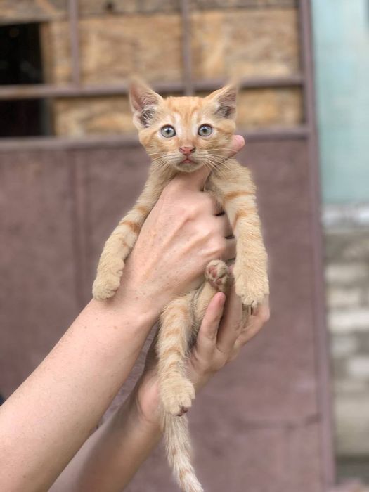 Рудий котик шукає дім. Рижий Котенок, кошеня в добрі руки.