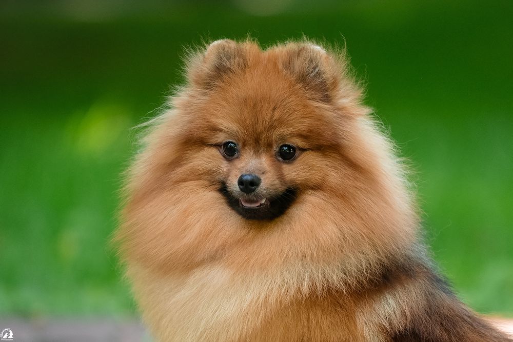 Шикарный , оранж соболь кобель, померанский шпиц , открыт для вязки