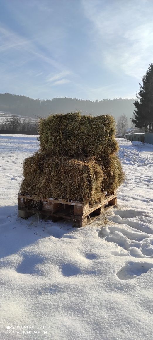 Siano w kostkach z gospodarstwa ekologicznego 2023