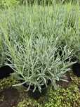Lawenda 20-40 cm wąskolistna hidcote blue biała niebieska poznan