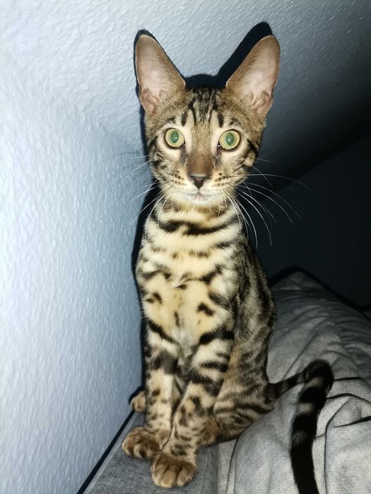 Koty rasowe bengalskie