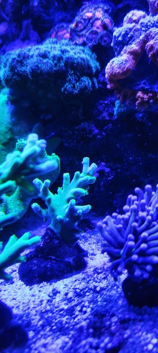Acropora spp. Green koralowiec morski