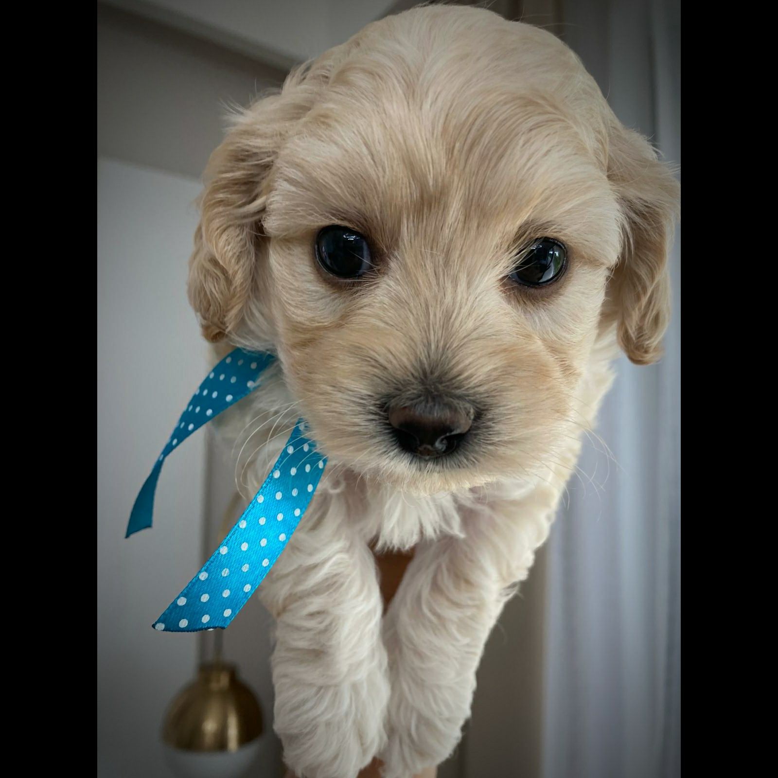 Suczka Maltipoo F1b - zarezerwowana