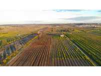 Terreno / Vinha em Reguengos de Monsaraz - 7,35 Hectares