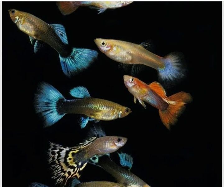 Guppys sortidos ,