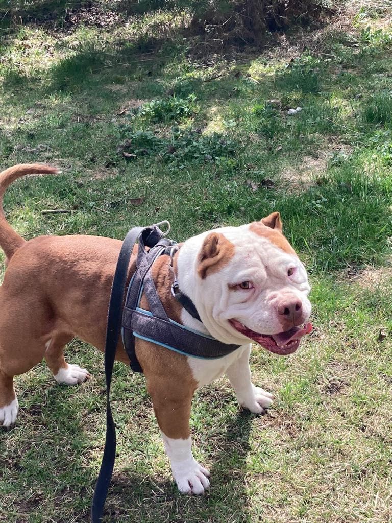 Piękny pies w typie American Bully ,szuka domu.