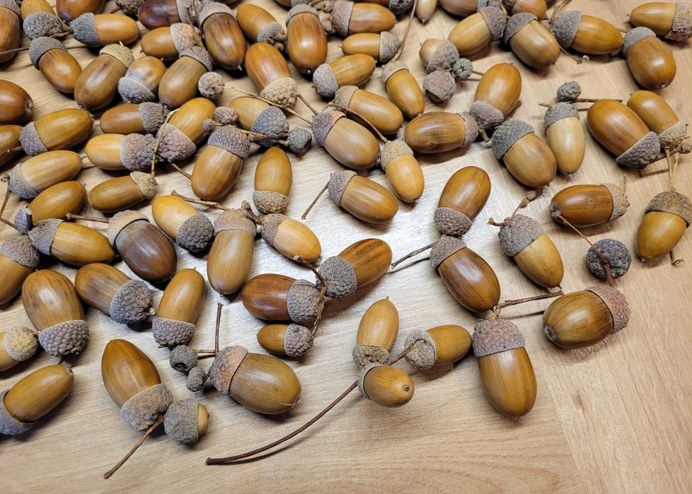 artykuły plastyczne dla dziecka do szkoły szyszki żołędzie