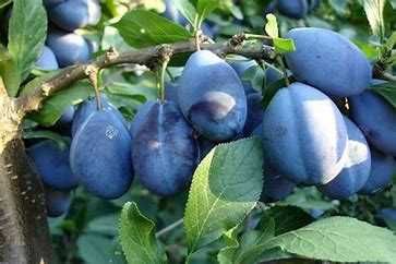 Śliwka -Drzewko owocowe