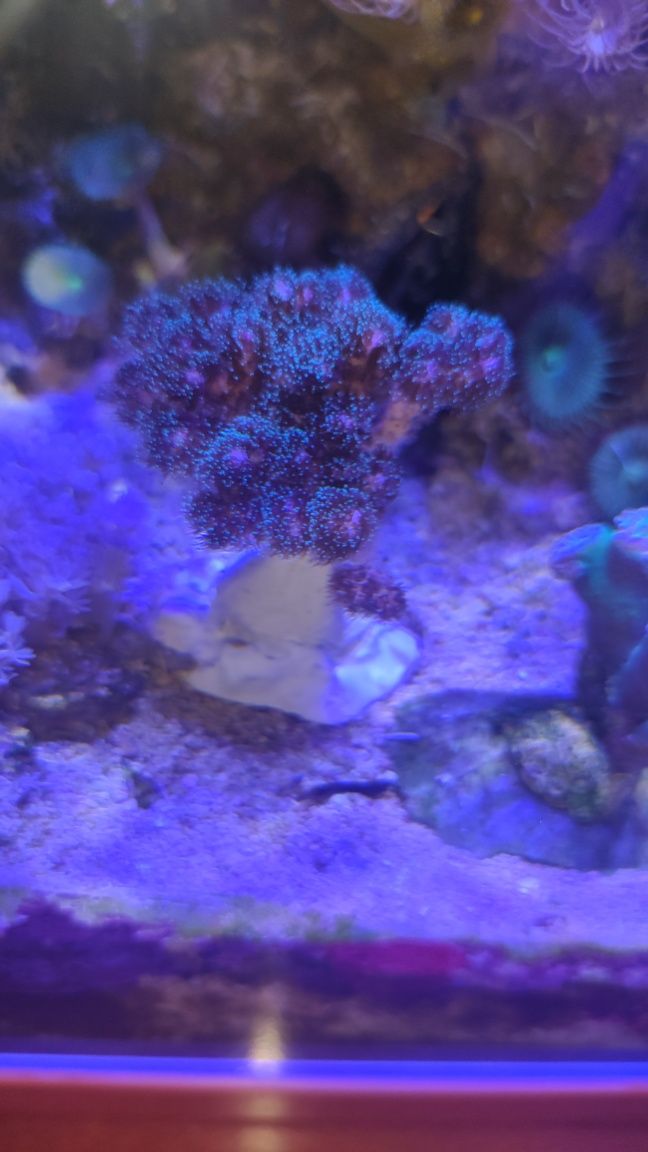 Koralowiec Pocillopora damicornis morskie

morskie.