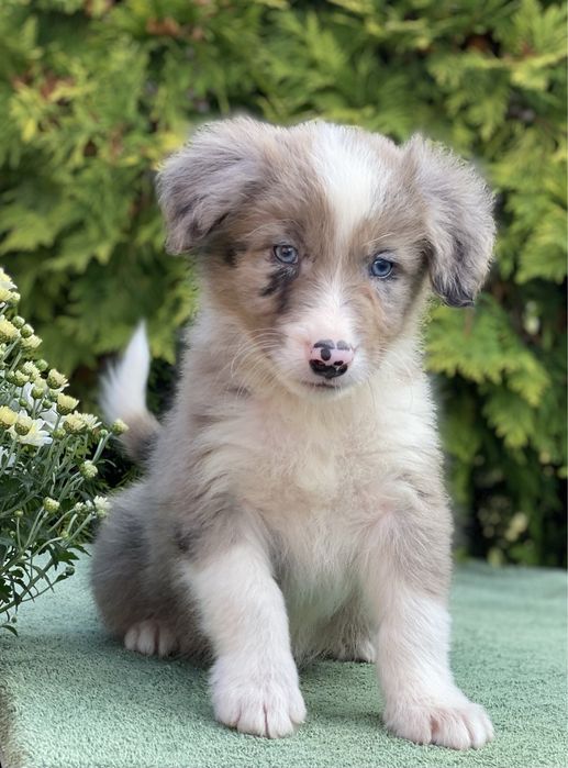 Border Collie ZARIAN do odbioru