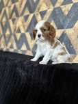 Suczka rasy Cavalier King Charles Spaniel