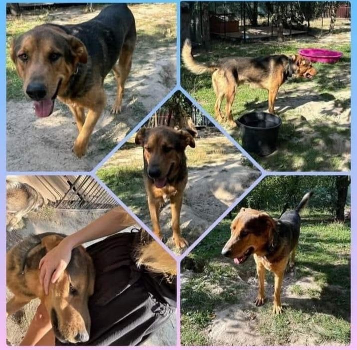 30 kg psiej miłości