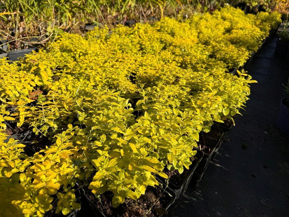 Przetacznik rozesłany żółty 'Aztec Gold' (Veronica prostrata) 1.0L