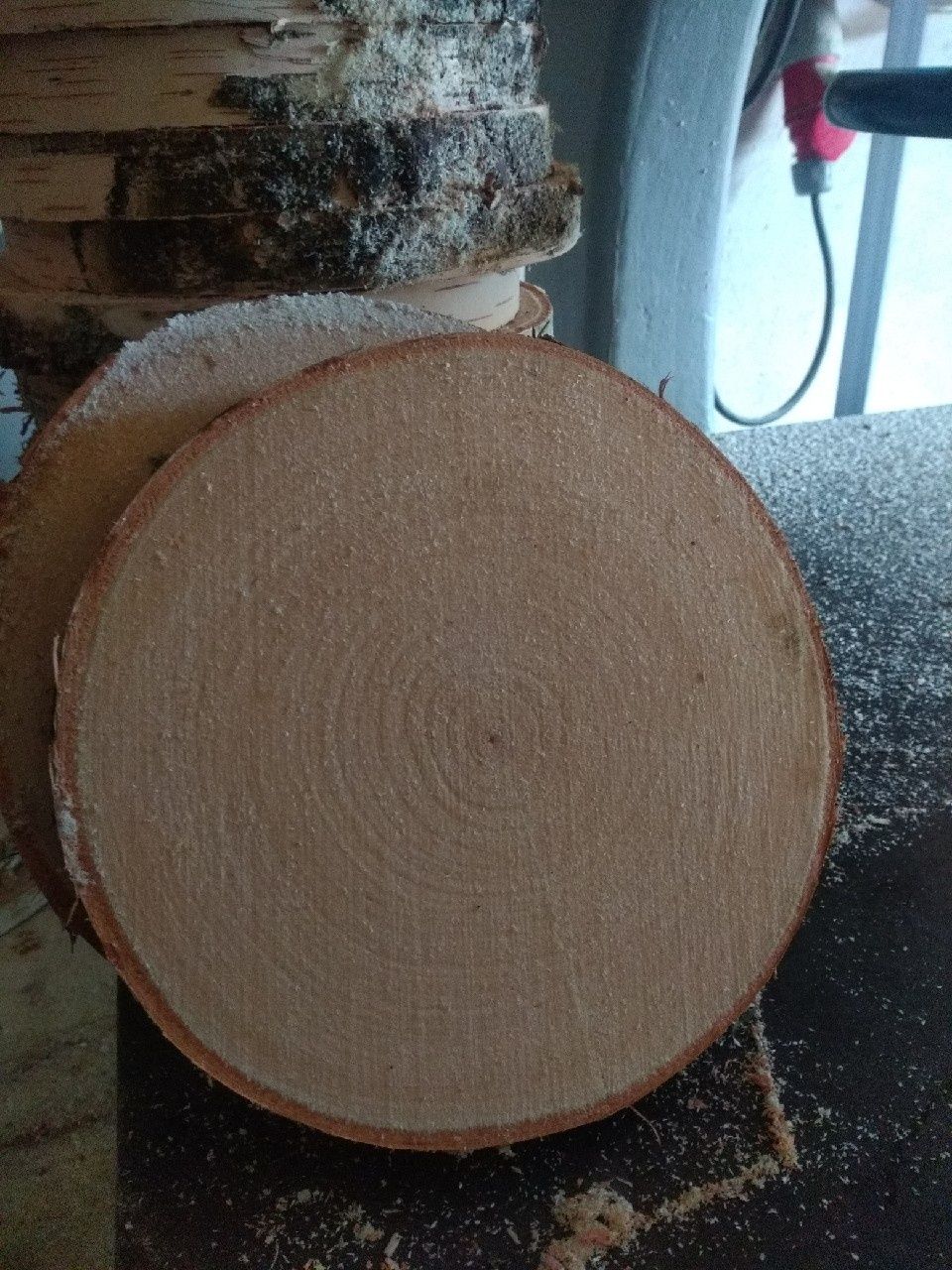 Plastry drewna brzozy krążki szlif Sr ok 14 cm suche