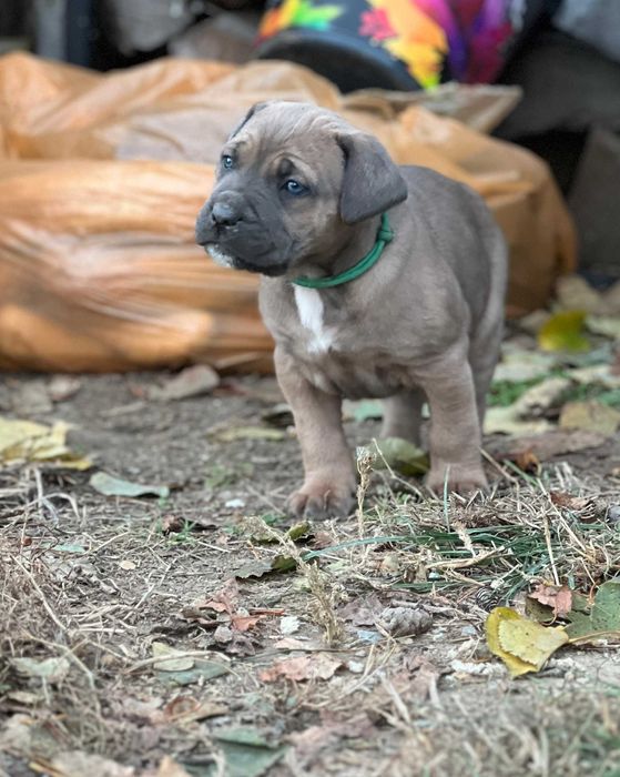 Cane corso piesek gotowy do odbioru