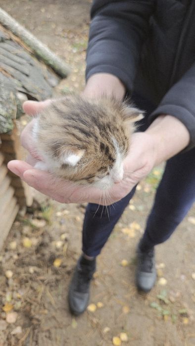 Oddam kociaki, 2 kotki, 1 kocurek