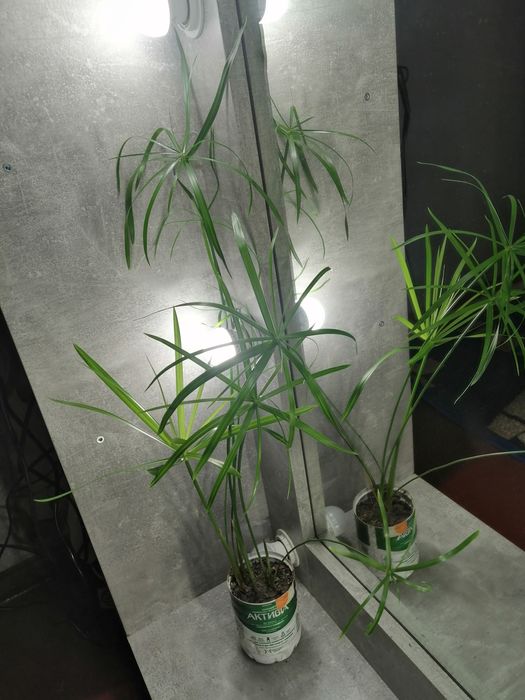 Циперус кімнатна рослина.