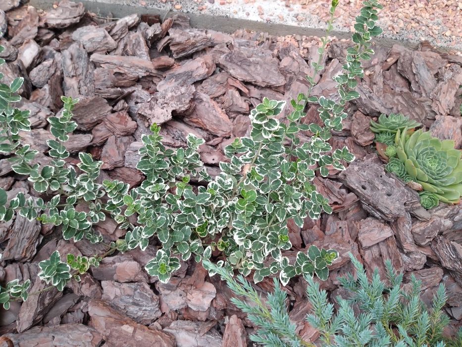 Бересклет форчуна плющ