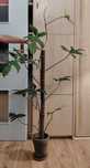 Filodendron florida green