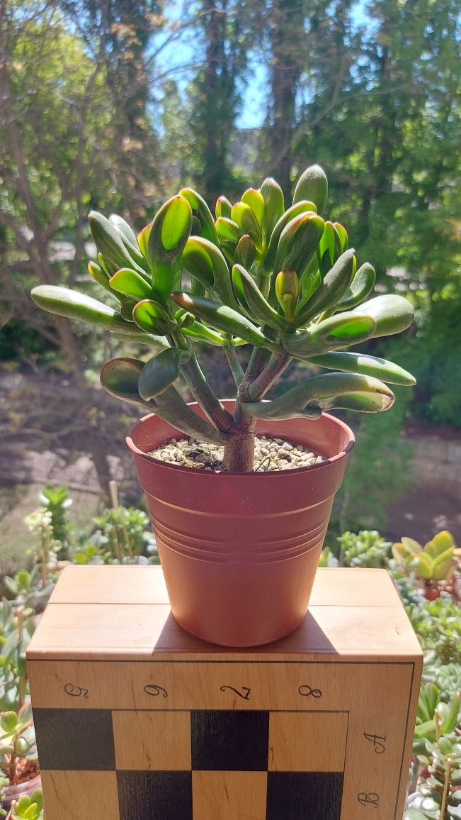 Крассула Ред Хорн  Crassula  Red Horn tree