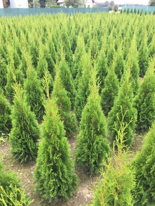 Tuja, tuje thuja Szmaragd 80-180 cm Producent Wrocław!