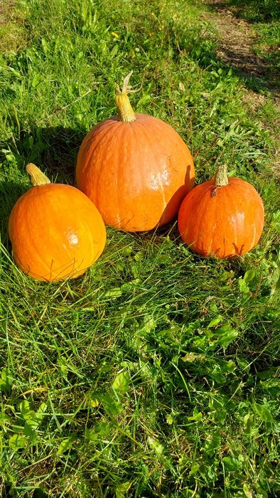 Kapusta biała, czerwona, marchew, buraczek