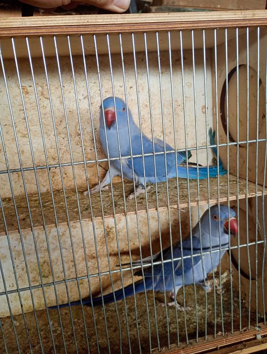 Aleksandretty fiolety