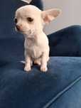 CHIHUAHUA piękny piesek