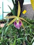 Orquídea Bc. Steven Silva