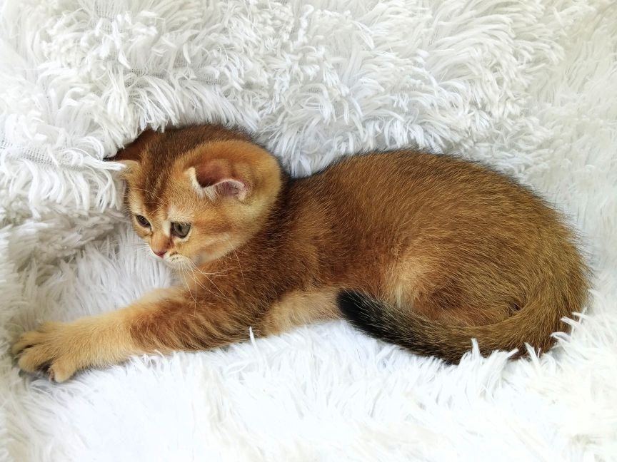 Золота, шиншилла,  неймовірна муркотушечка