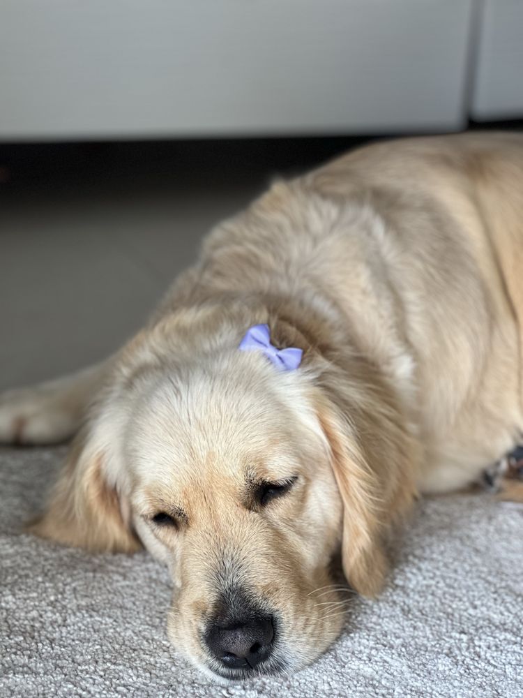 Golden retrievier