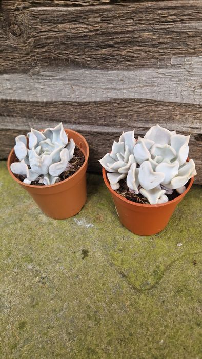 Єхеверія thriller pearl