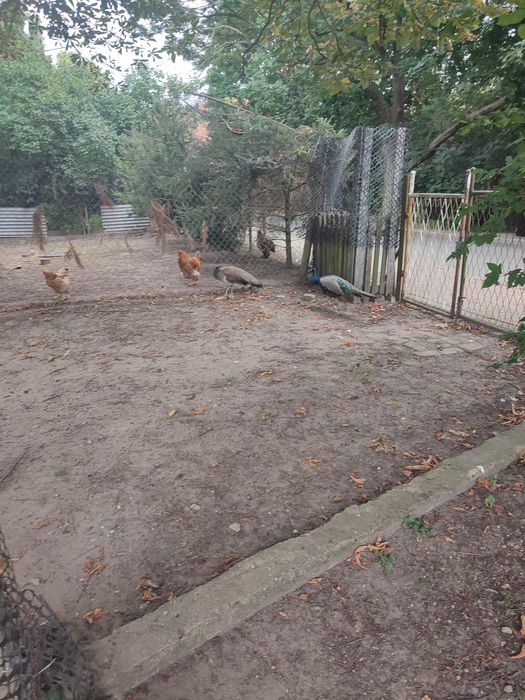 Sprzedam pawia samca trzy letni 400 zł