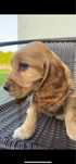 suczka cocker spaniel angielski
