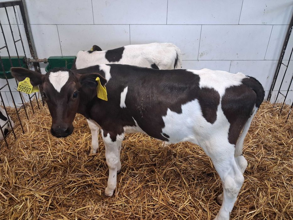 byczki cielaki cielęta statery