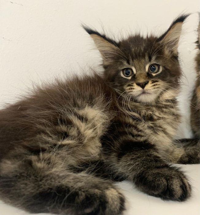 Maine Coon (PL)FPL samodzielny