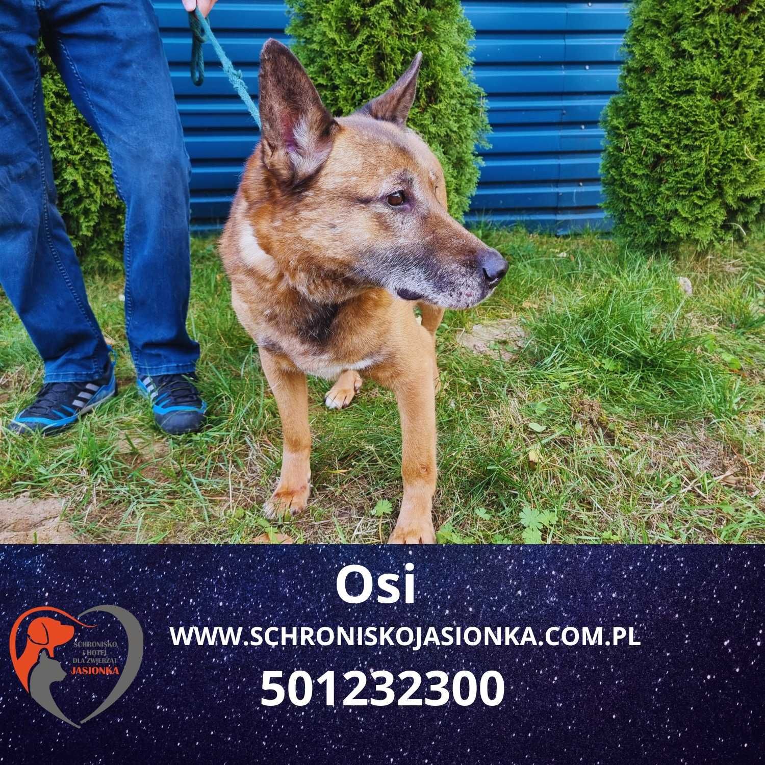 owczarek niemiecki Osi w schronisku jasionka